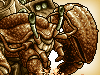 HUGE HERMIT CC (Evolved Form)